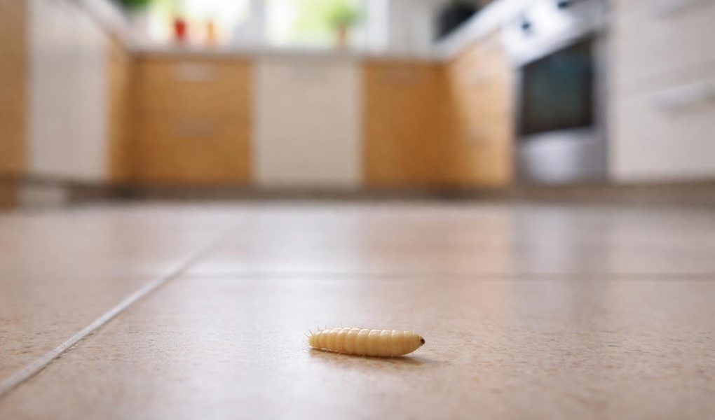 asticot-sol-cuisine-floue-lumiere-naturelle