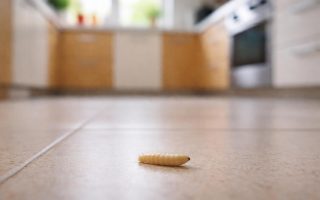 asticot-sol-cuisine-floue-lumiere-naturelle