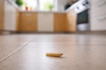 asticot-sol-cuisine-floue-lumiere-naturelle